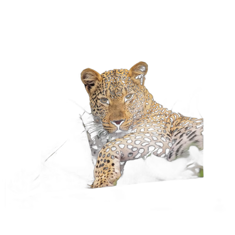 Ravensburger Pussel Exotic Animals Selfie 100 Bitar