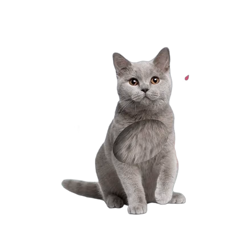 Titta och känn Kattungar